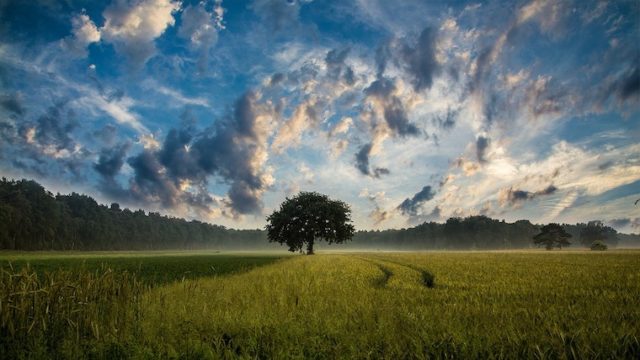 tree